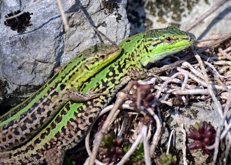 Lucertola campestre - Podarcis siculus